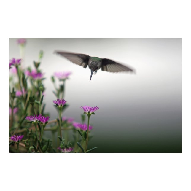 Foto Head First Hummingbird (Frente)