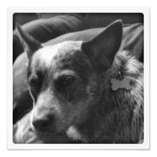 Foto Heeler azul en blanco y negro