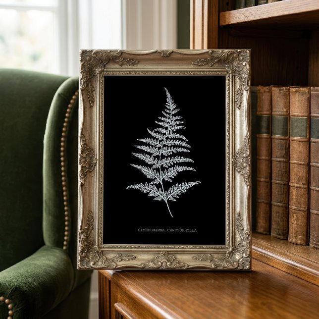 Foto Helecho Dorado, Gymnogramma Chrysophylla (Golden Fern Frond, Gymnogramma Chrysophylla. Photo Print)