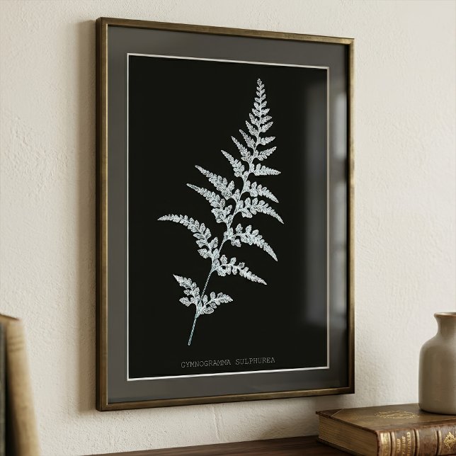 Foto Helecho Goldback Jamaicano, Gymnogramma Sulphurea (Jamaican Goldback Fern, Gymnogramma Sulphurea. Photo Print)
