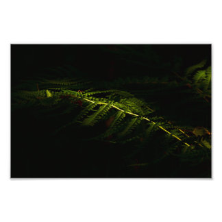 Foto Helechos de bosque iluminados por el sol (6167)