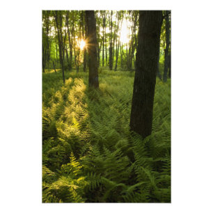 Foto Helechos en el bosque en Grafton, Massachusetts.