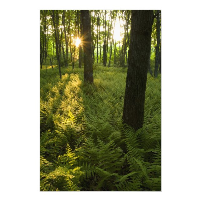 Foto Helechos en el bosque en Grafton, Massachusetts. (Frente)