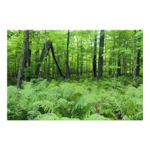 Foto Helechos y bosque del parque estatal Jay Cooke