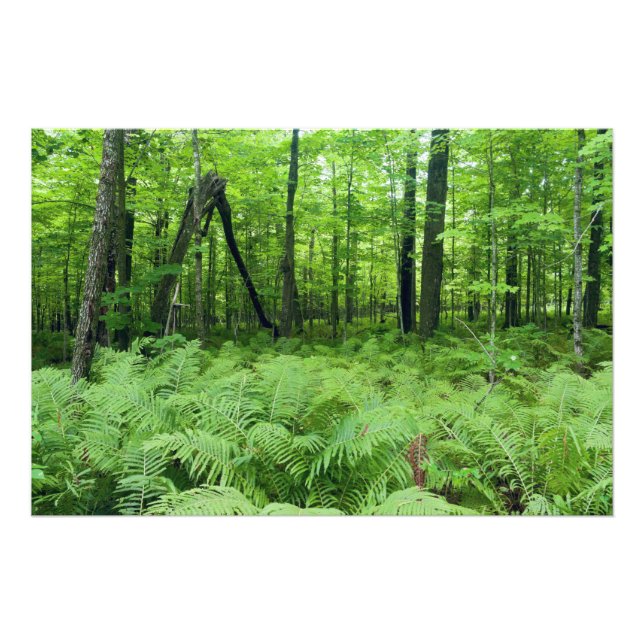 Foto Helechos y bosque del parque estatal Jay Cooke (Frente)