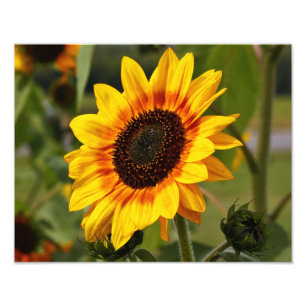 Foto Helianthus del girasol aka