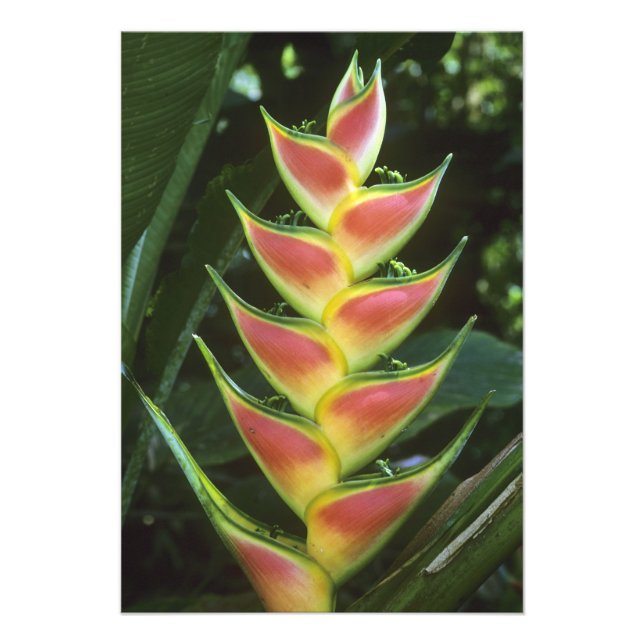 Foto Heliconias, Heliconia walkeriana), La Selva (Frente)