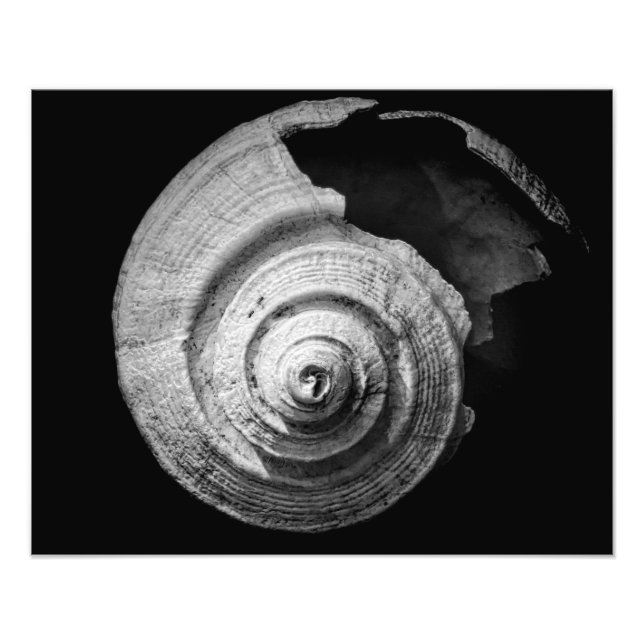 Foto Helix rota (Frente)