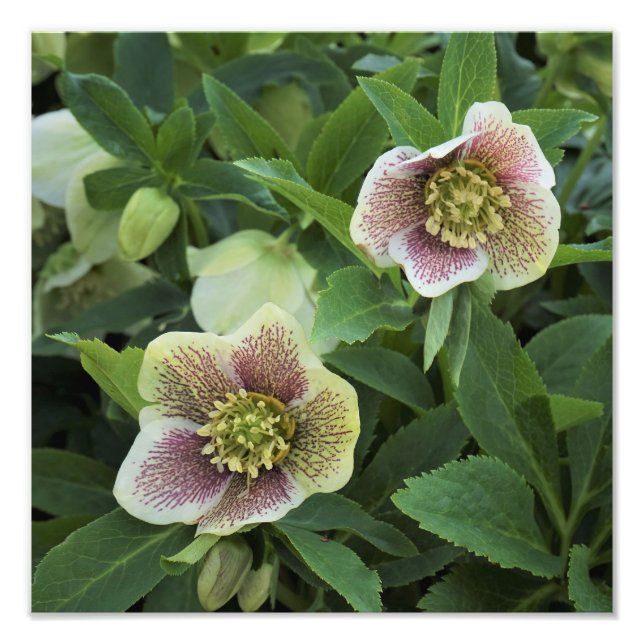 Foto Hellebore de 12" x 12" (Frente)