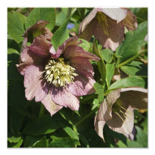 Foto Hellebore rosa de 12" x 12"