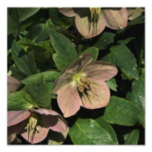 Foto Hellebore rosa de 12" x 12"