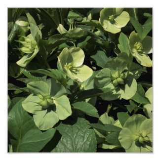 Foto Hellebore verde de 12" x 12"