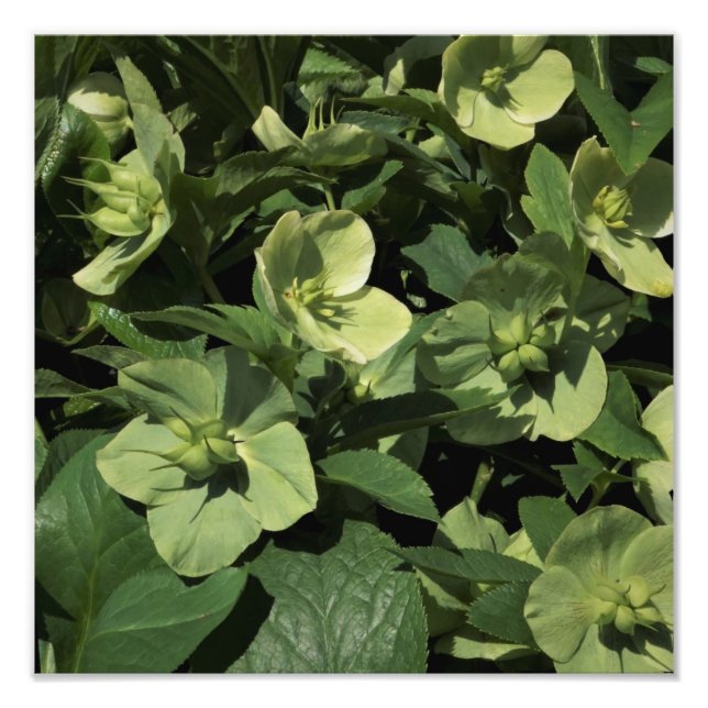 Foto Hellebore verde de 12" x 12" (Frente)