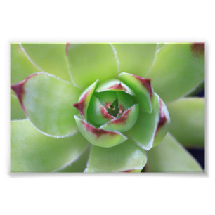 Foto Hen y Chicks Hermosa Flor Verde Suculenta