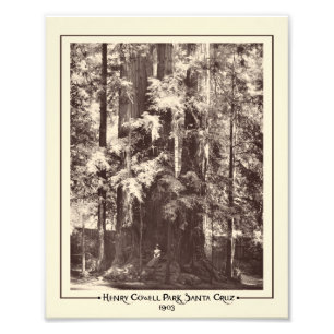 Foto Henry Cowell Park, Santa Cruz, California, 1903