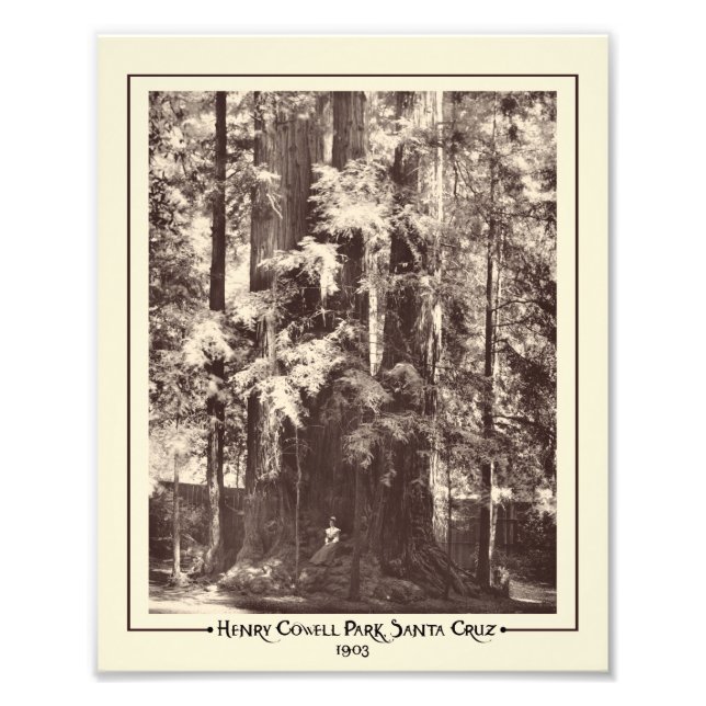 Foto Henry Cowell Park, Santa Cruz, California, 1903 (Frente)