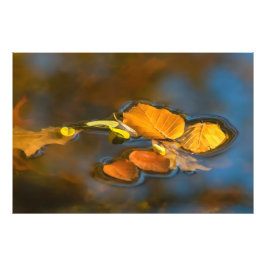 Foto Herbstblätter im See