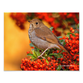 Foto Hermit Thrush Songbird en el Fuego de Escarlata