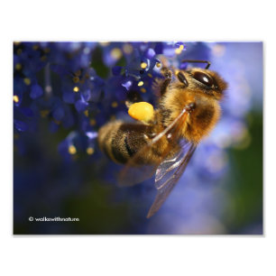 Foto Hermosa abeja de miel en California Lilac