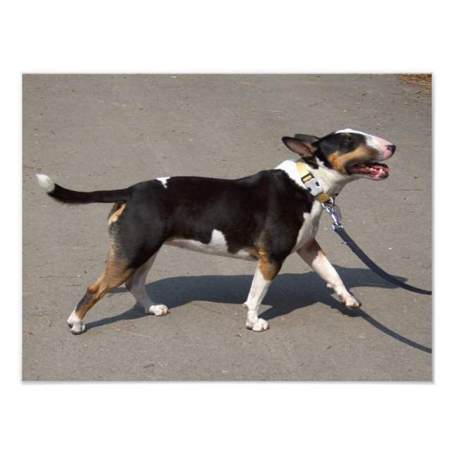 Foto Hermosa Bullterrier Tricolado (Frente)
