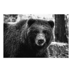Foto hermosa del oso grizzly