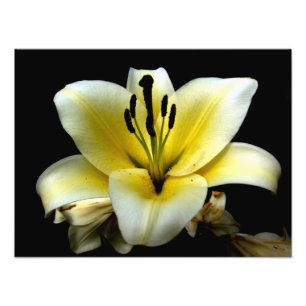 Foto Hermosa Elegante Amarillo sobre Flor Negra