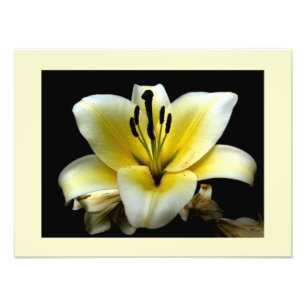 Foto Hermosa Elegante Amarillo sobre Flor Negra
