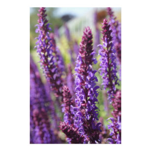 Foto Hermosa flor de lavanda morada