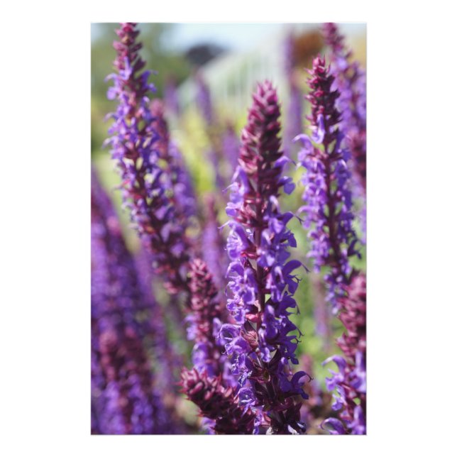 Foto Hermosa flor morada de lavanda (Frente)
