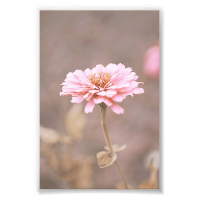 Foto Hermosa flor rosa claro Flor floral (Frente)