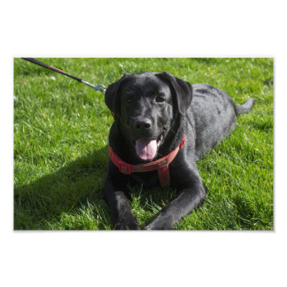 Foto Hermosa fotografía impresa de un labrador negro