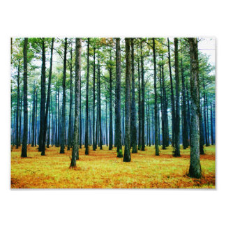 Foto Hermosa hierba amarilla del bosque de pinos