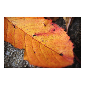Foto Hermosa hoja de otoño