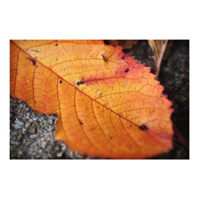 Foto Hermosa hoja de otoño (Frente)