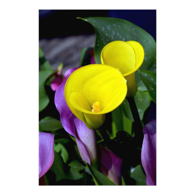 Foto Hermosa huella de lirio amarillo (Frente)