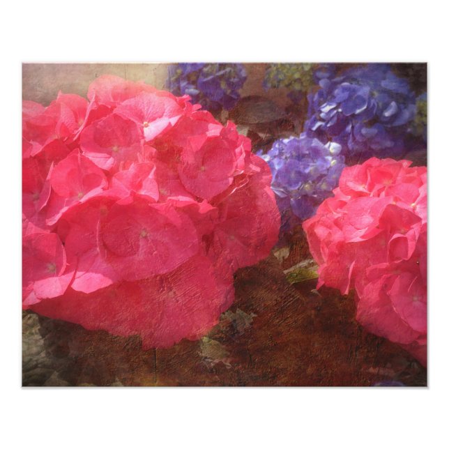 Foto Hermosa Hydrangea (Frente)