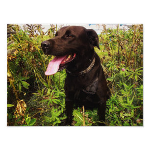 Foto Hermosa imagen de perro negro de Labrador