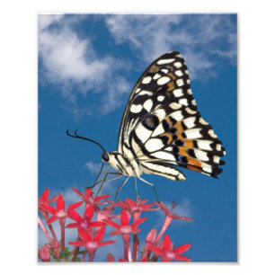 Foto Hermosa mariposa