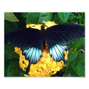 Foto Hermosa mariposa azul sobre flores amarillas