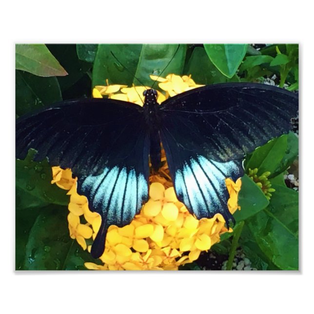 Foto Hermosa mariposa azul sobre flores amarillas (Frente)