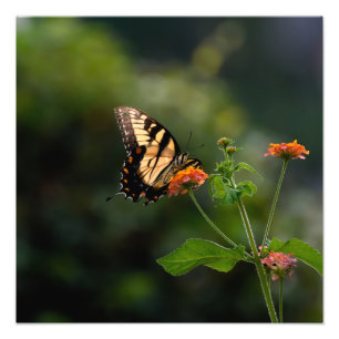 Foto Hermosa mariposa de cola Swalloween