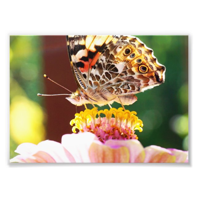 Foto Hermosa mariposa en una flor rosa de Zambia (Frente)