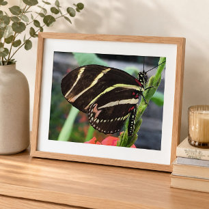 Foto Hermosa mariposa negra con rayas amarillas