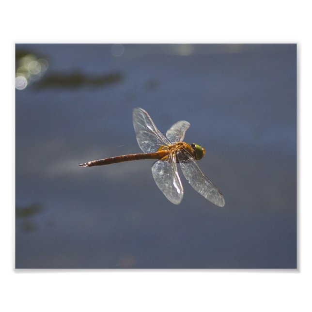 Foto Hermosa mosca volando sobre el agua (Frente)