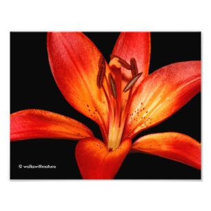 Foto Hermosa Naranja Roja Asiática Lily Gran Paradiso