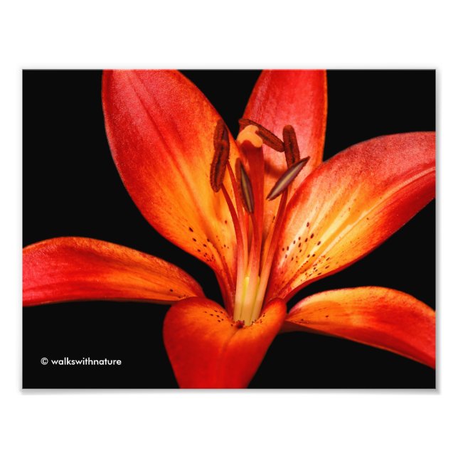 Foto Hermosa Naranja Roja Asiática Lily Gran Paradiso (Frente)