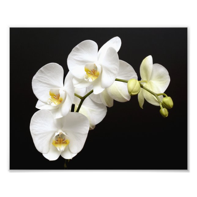 Foto Hermosa orquídea blanca con fondo negro (Frente)