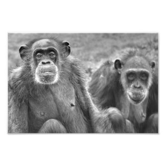 Foto Hermosa pareja de chimpancés - Impresión fotográfi