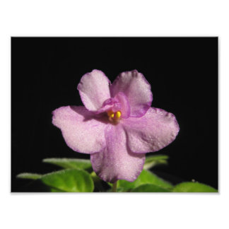 Foto Hermosa pintura violeta africana