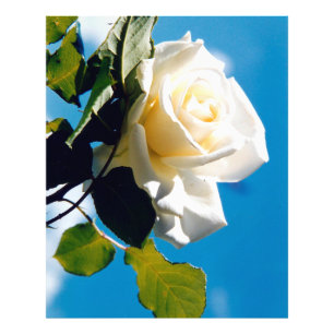 Foto Hermosa rosa blanca
